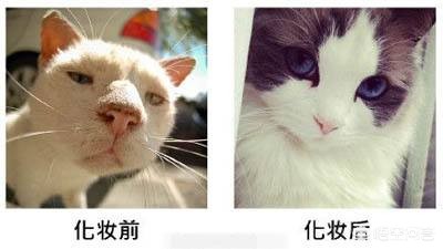 网站建设和网页制作论文题目有哪些，网站建设和网页制作论文题目有哪些呢