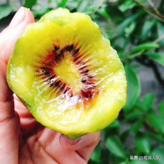 寿光市网红有谁，寿光有个大网红