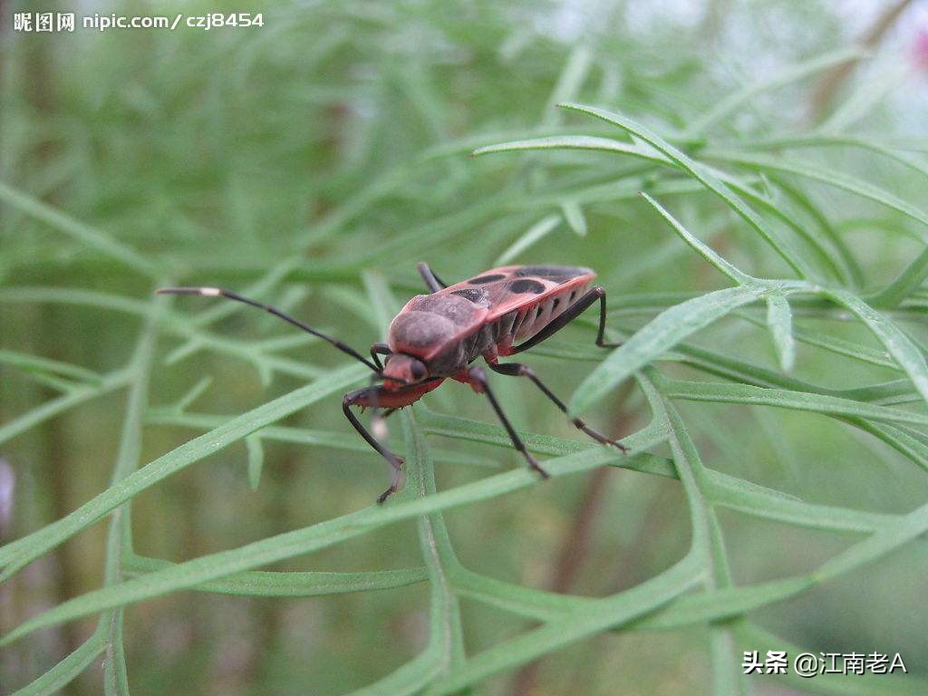 用杀虫剂代替肉毒素，用杀虫剂代替肉毒素可以吗