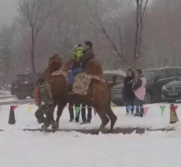上海动物园道歉，上海动物园道歉事件