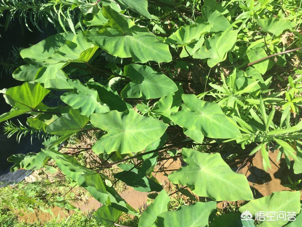医院卖过期注射液，医院注射过期药水该怎样处理