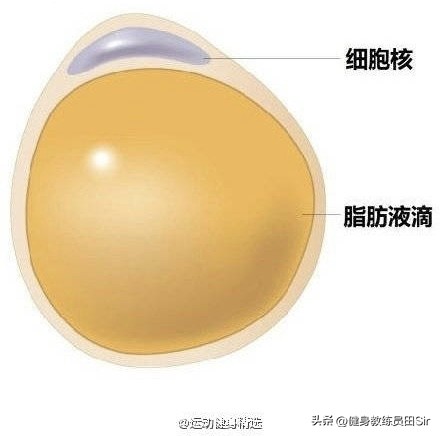 脂肪消失的6个信号，脂肪消失的6个信号有哪些