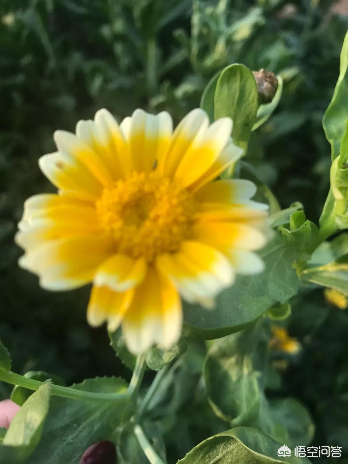 曝苹果明年量产折叠，苹果2021年即将上市折叠手机