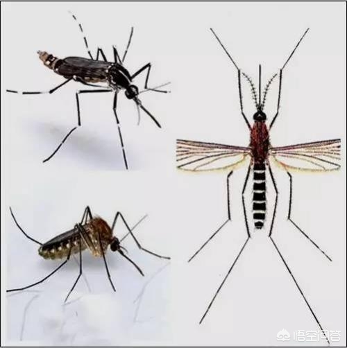 一地登革热疫情上升，一地登革热疫情上升了吗