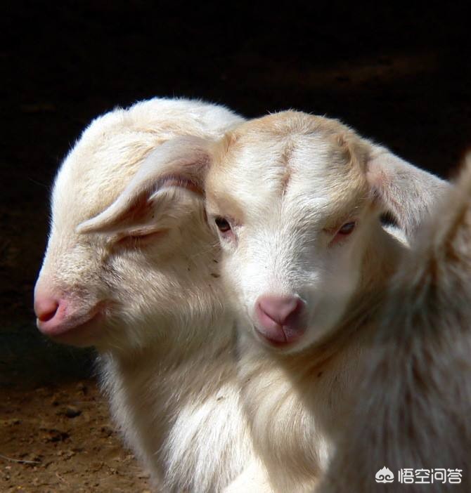 吃羊胎盘染致命细菌，吃羊胎盘染致命细菌吗