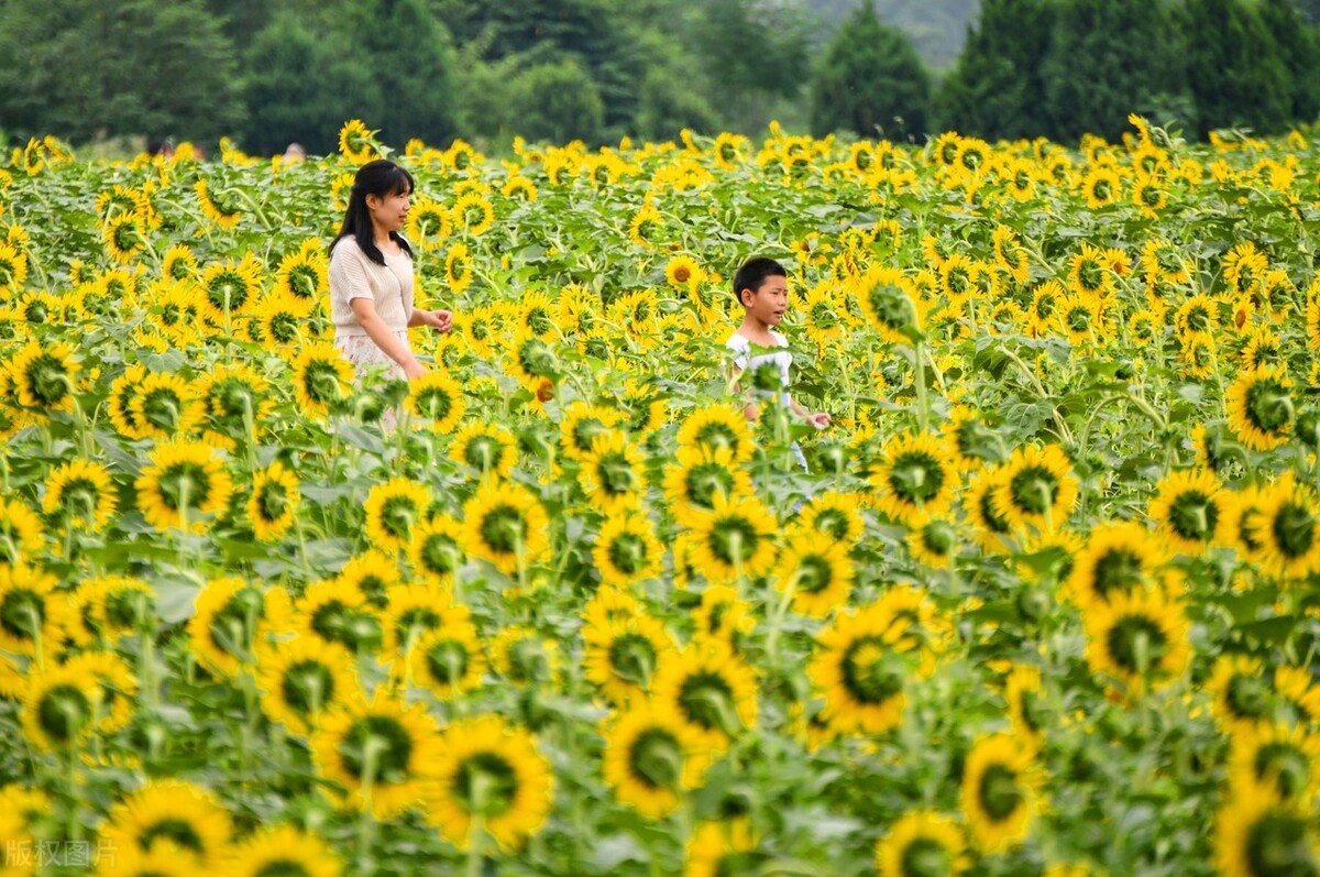 河南遭40年难遇干旱，42年河南旱灾