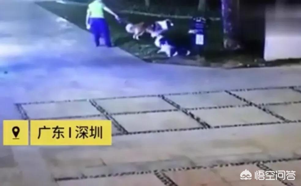 未牵绳大狗扑1岁娃，未牵绳小狗被大狗咬死