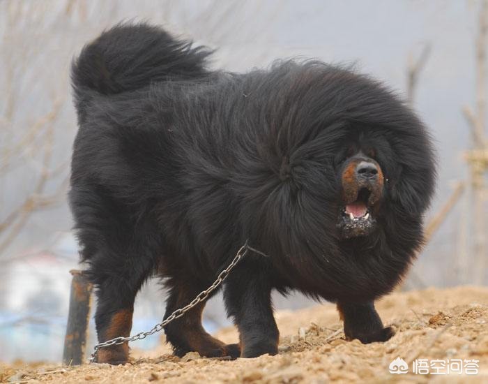 一女童被大型犬咬伤，狗咬伤小女孩后被女孩父母打死