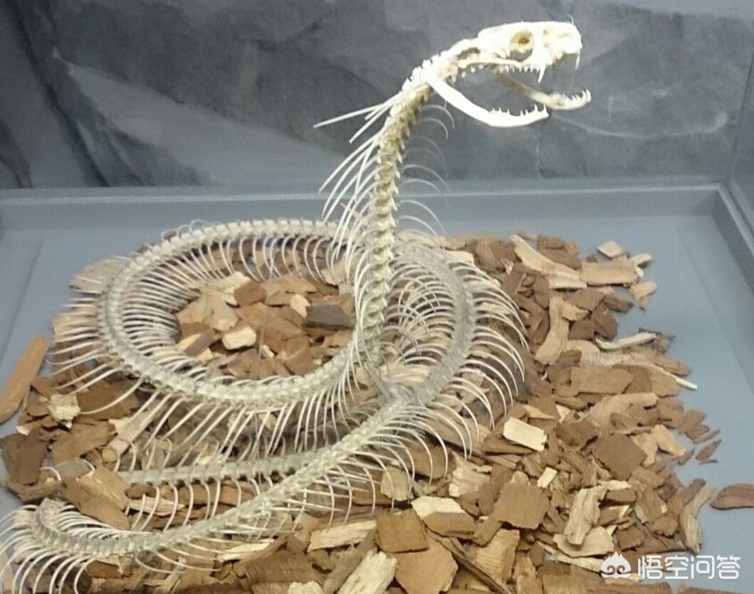 救助眼镜蛇反被咬伤，眼镜蛇被咬了有救吗