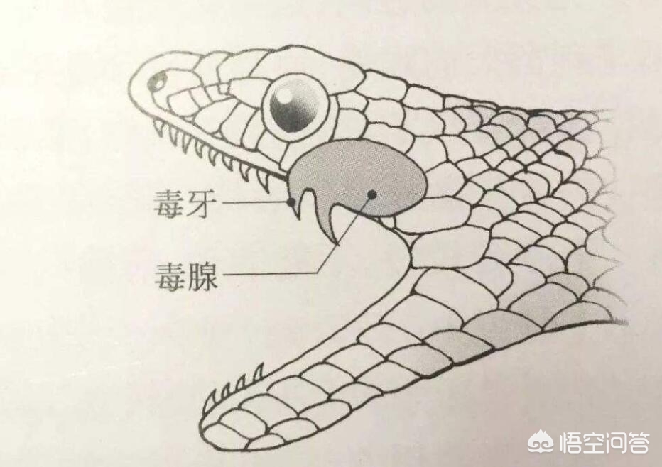 救助眼镜蛇反被咬伤，眼镜蛇被咬了有救吗