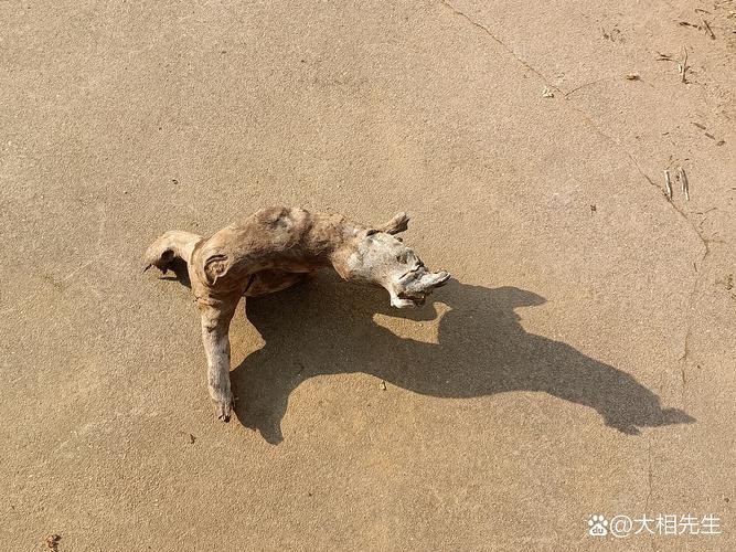 狗狗靠捡瓶存款过万，狗狗捡钱叼回了家好不好