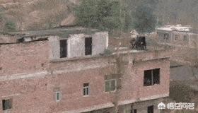 站桥梁跳水护栏倒塌，一脚桥栏杆倒塌视频