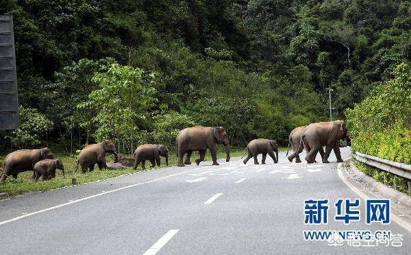 一月2次袭击中国游客，一月2次袭击中国游客是真的吗