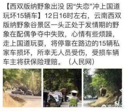 一月2次袭击中国游客，一月2次袭击中国游客是真的吗