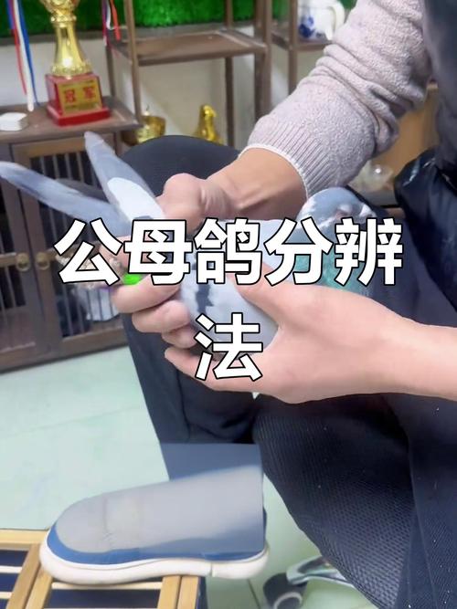 和平鸽是咋找回家的，和平鸽是咋找回家的呢