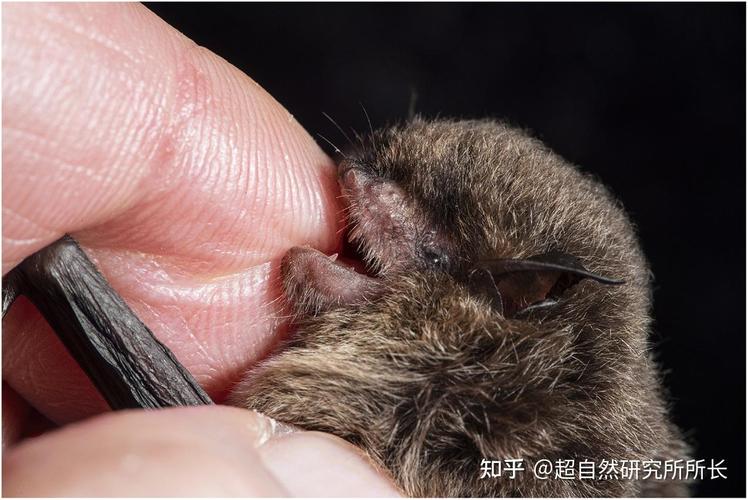 徒手抓蝙蝠被咬伤，