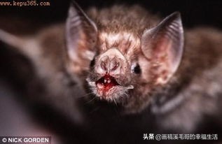 徒手抓蝙蝠被咬伤，
