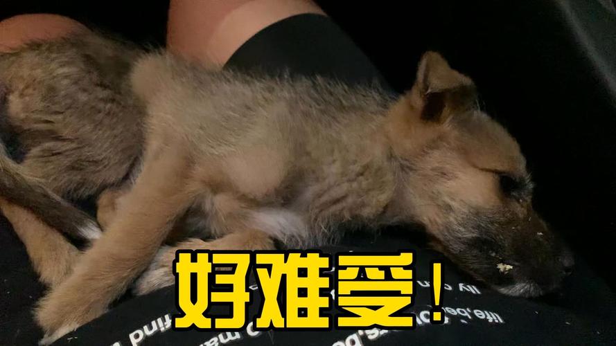 小狗被困宠物店死亡，小狗被困宠物店死亡案例