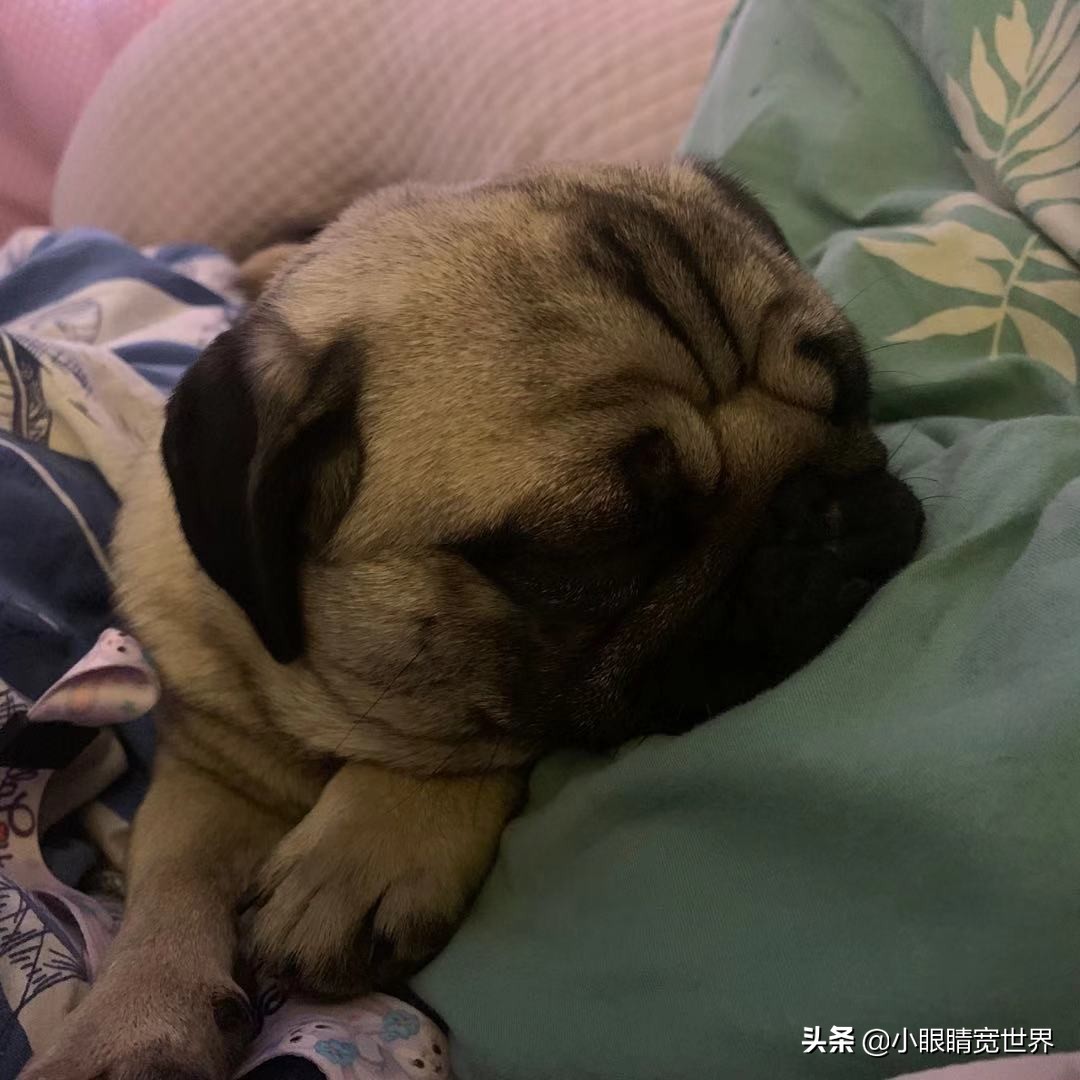小狗被困宠物店死亡，小狗被困宠物店死亡案例