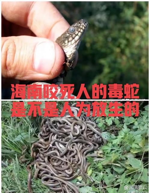 广东一小区蛇群泛滥，广东一小区毒蛇频繁出没