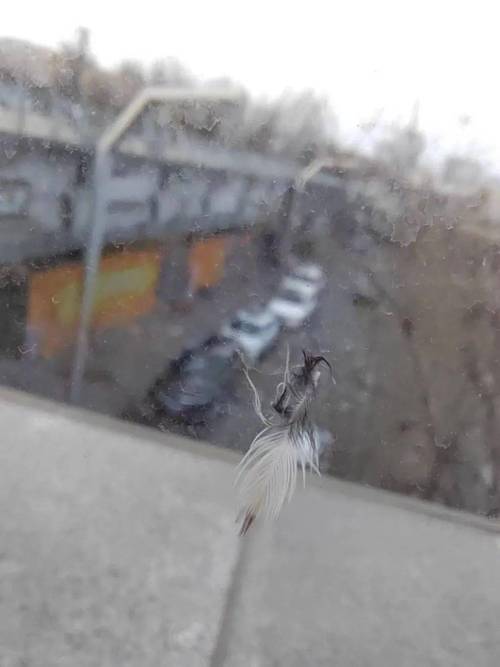 小鸟频撞死在玻璃墙，小鸟撞玻璃死了是何征兆