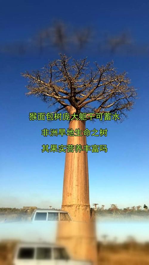 男子种猴面包树18年，男子种猴面包树18年有两棵达结果要求