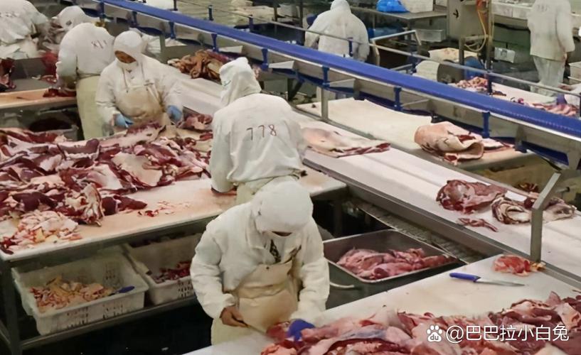 绑猪内脏入境被查，猪被捆住