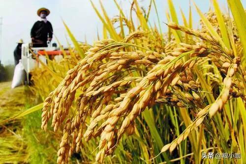 日大米售价逼近最高，日本 大米价格