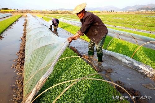日大米售价逼近最高，日本 大米价格