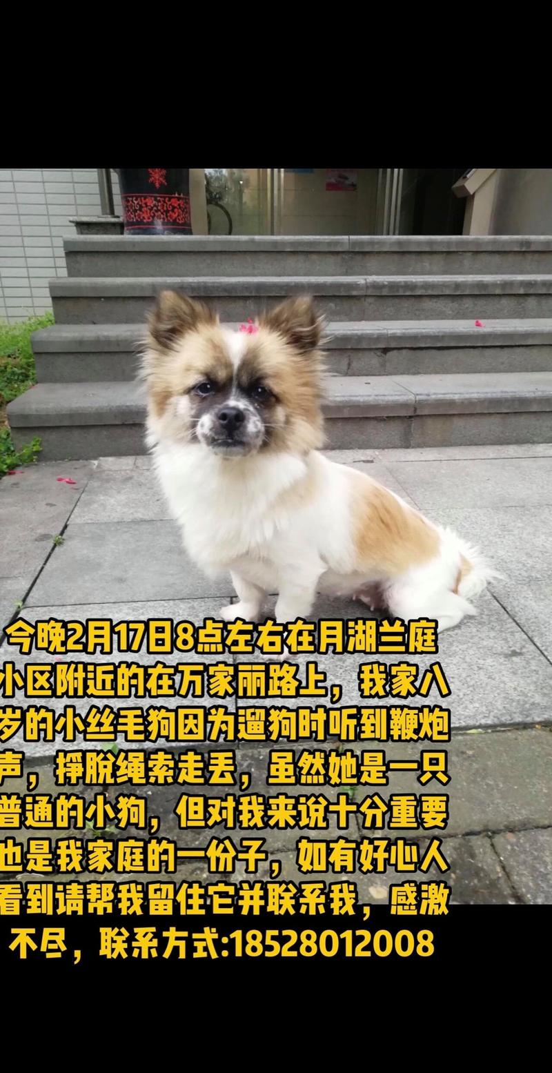 走失小狗等主人8小时，走失小狗等主人8小时会怎样