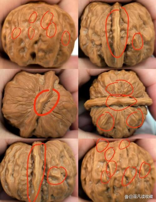 盘了4年的核桃发芽了，西安雨雨雨 市民盘了4年的核桃发芽了