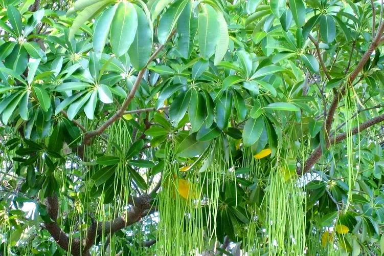 糖胶树开花气味不同，糖胶树开花气味不同的原因