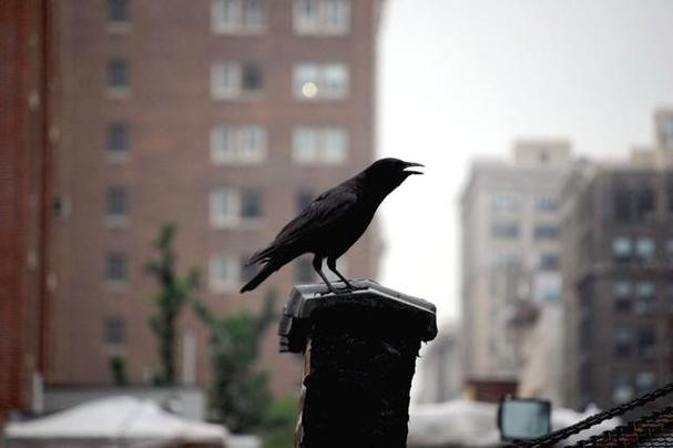 山西惊现乌鸦满天飞，山西惊现乌鸦满天飞的视频