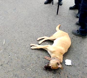 男子训练狗撕咬人，男子训练狗撕咬人视频