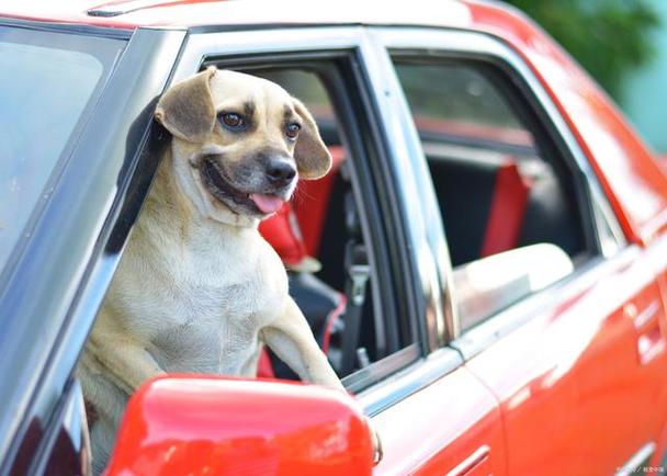 狗练1个月开车上路，狗练1个月开车上路有影响吗