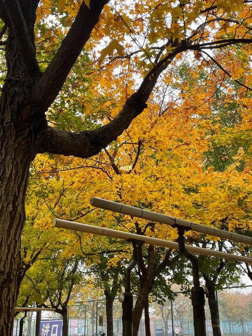 北方秋天为何这么短，北方秋天短还是春天短