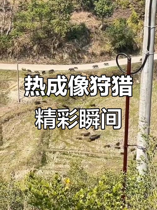 动物遭无人机射杀，无人机抓动物