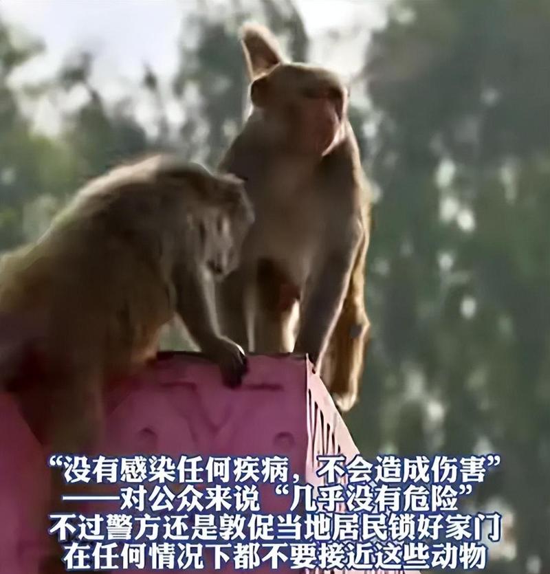 带多种病毒猴子逃跑，带多种病毒猴子逃跑的游戏