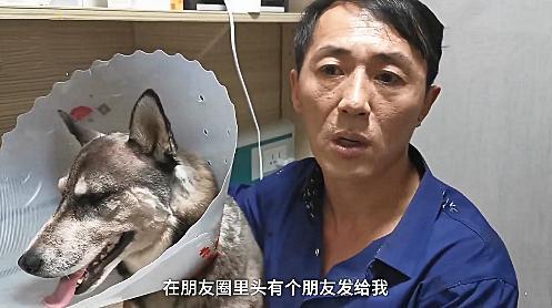 将狗摔死男子被行拘，将狗摔死男子被行拘的电影