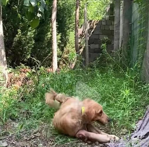 保姆电梯内摔死小狗，保姆电梯内摔死小狗了