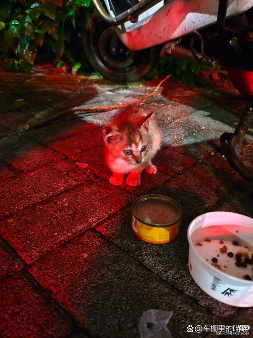 深夜进楼踩死流浪猫，深夜进楼踩死流浪猫好不好
