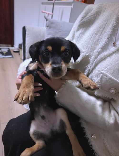 狗身挂几百元求收养，狗子求收养