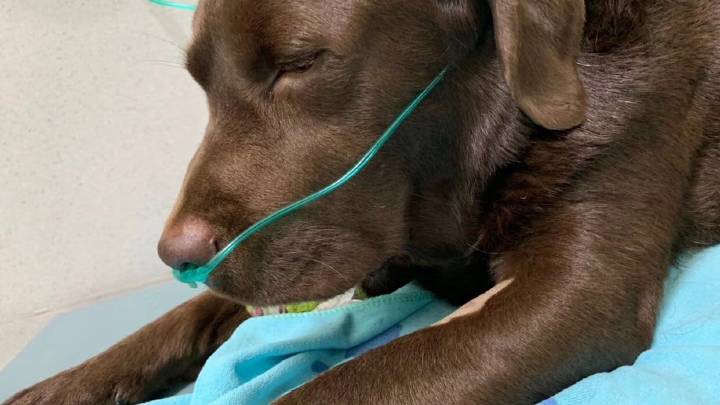 宠物医院输血1次4千 ，宠物医院输血1次4千多正常吗