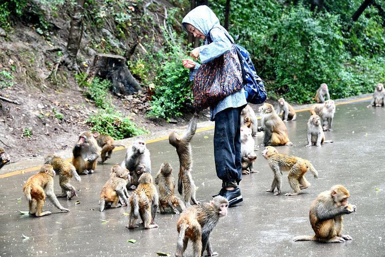 贵州猴子进化到上班,贵州 猴子