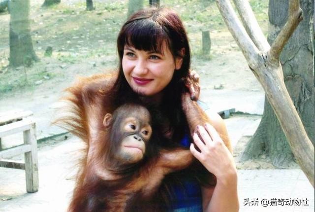 贵州猴子进化到上班,贵州 猴子 贵州猴子进化到上班,贵州 猴子