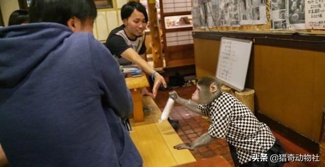 贵州猴子进化到上班,贵州 猴子 贵州猴子进化到上班,贵州 猴子