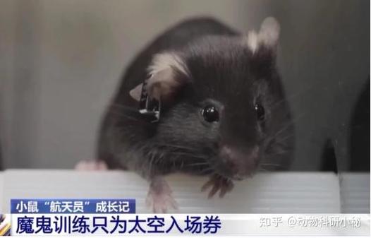 4只太空鼠吃上果冻，4只太空鼠吃上果冻会怎么样