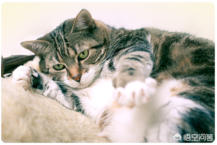 猫打疫苗6天后死亡，猫打疫苗6天后死亡原因