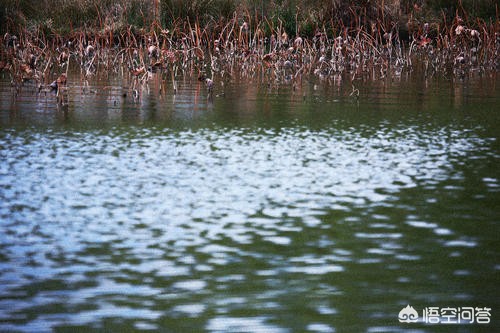 小车被大风吹进水塘,小车被大风吹进水塘怎么办 小车被大风吹进水塘,小车被大风吹进水塘怎么办