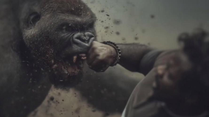 大猩猩抽烟手法娴熟，大猩猩抽烟手法娴熟